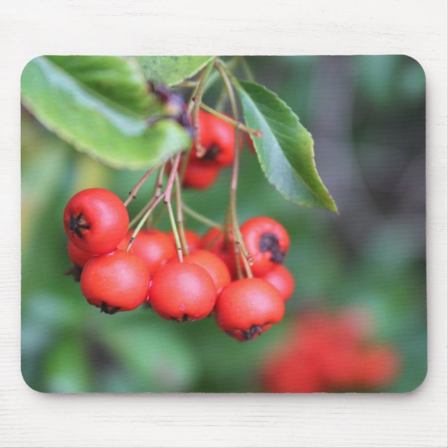 Früchte im Herbst, rote Beeren Mousepad (Vorne)