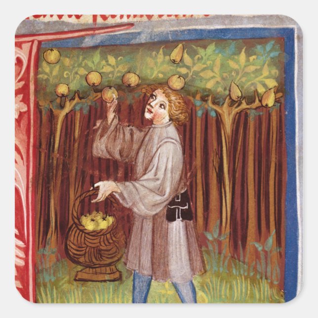 Früchte Picken Quadratischer Aufkleber (Vorderseite)