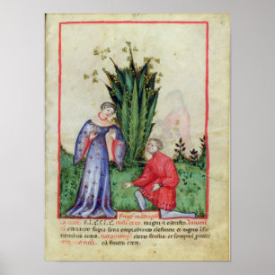Früchte von Mandrake, von 'Tacuinum Sanitatis' Poster