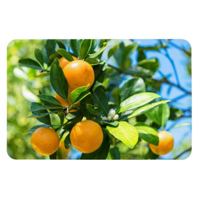 Fruchtender Orangenbaum Magnet (Horizontal)