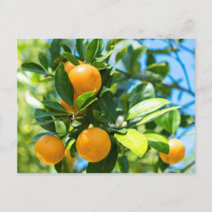 Fruchtender Orangenbaum Postkarte
