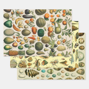 Fruchtpflanzliche wissenschaftliche Illustration Geschenkpapier Set