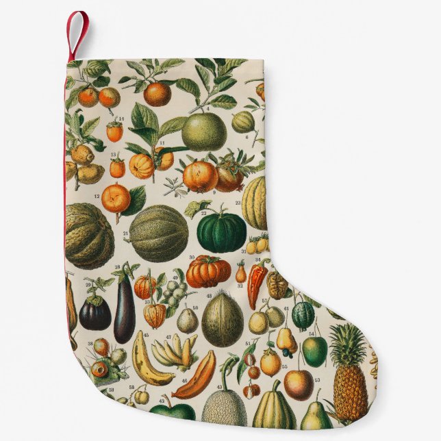 Fruchtpflanzliche wissenschaftliche Illustration Kleiner Weihnachtsstrumpf (Vorderseite)
