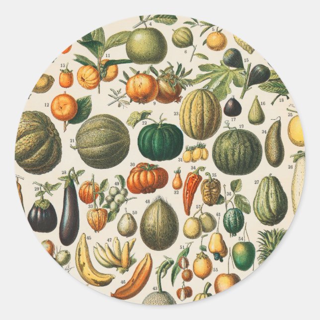 Fruchtpflanzliche wissenschaftliche Illustration Runder Aufkleber (Vorderseite)