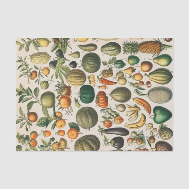 Fruchtpflanzliche wissenschaftliche Illustration Seidenpapier (Vorderseite)