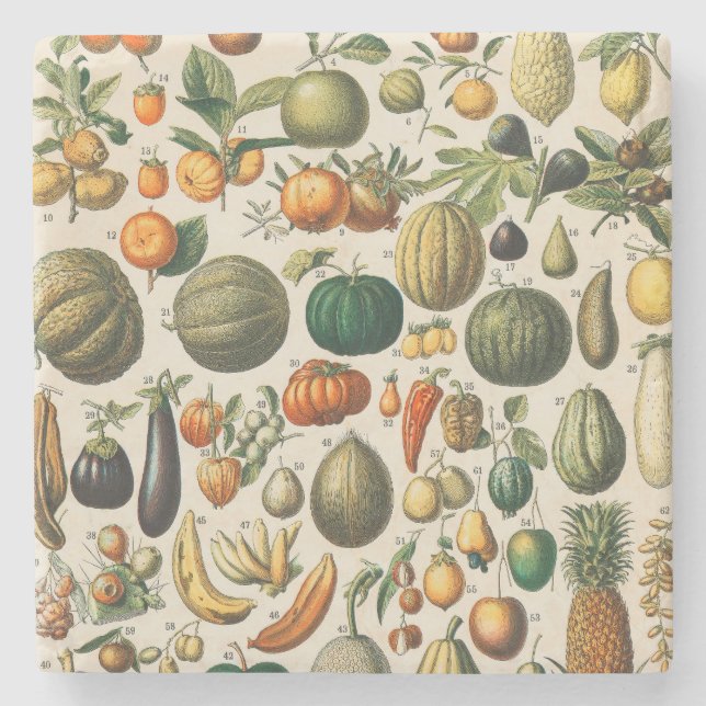 Fruchtpflanzliche wissenschaftliche Illustration Steinuntersetzer (Vorderseite)