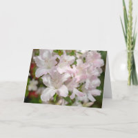 Frühblühende rosa Azaleenblüten