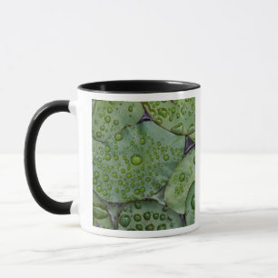 Frühe Morgenniederschläge auf Lilienpolster, Lau Tasse
