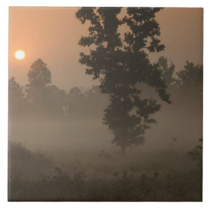 Früher Morgen, aufgehende Sonne und Bodennebel Fliese