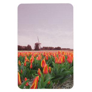 Früher Morgen-orange Tulpe-Blumen-Feld-Windmühle Magnet