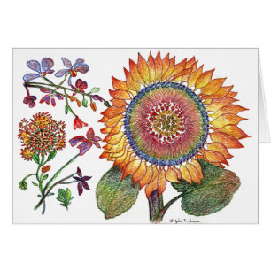 Früher Tagessonnenblume