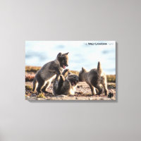 Frühjahr - Arctic Fox