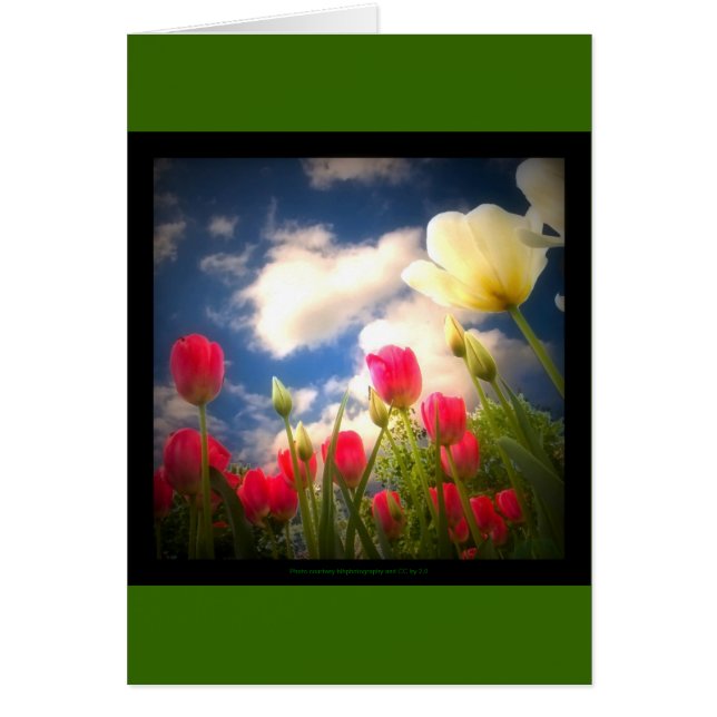 Frühjahr-Blumen-Sammlung I (Vorne)