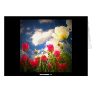 Frühjahr-Blumen-Sammlung I