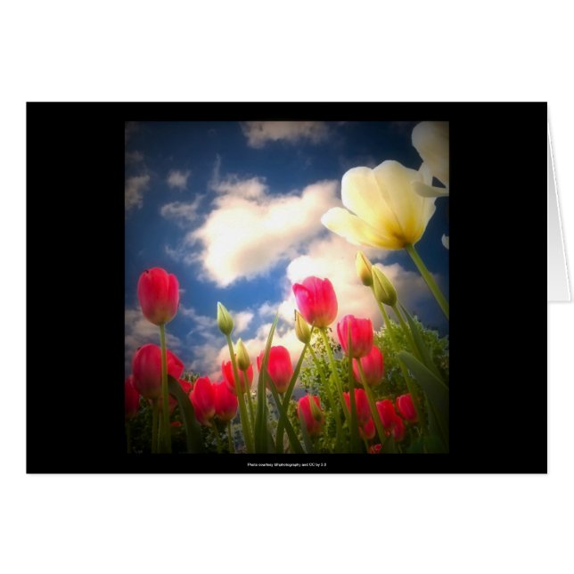 Frühjahr-Blumen-Sammlung I (Vorderseite (Horizontal))