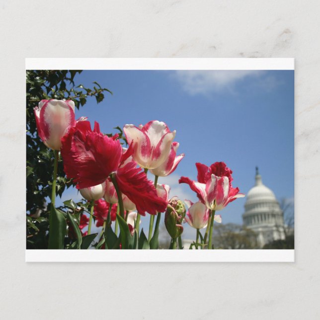 Frühjahr der US-Hauptstadt Postkarte (Vorderseite)