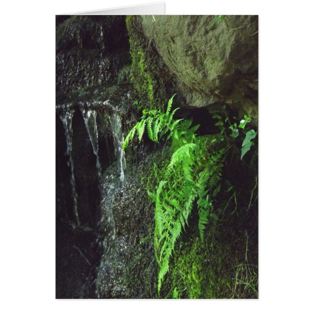 Frühjahr Fern (Vorne)