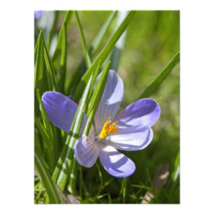 Frühjahr Fotodruck