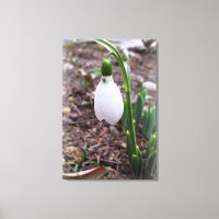 Frühjahr im Februar