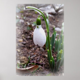 Frühjahr im Februar Poster