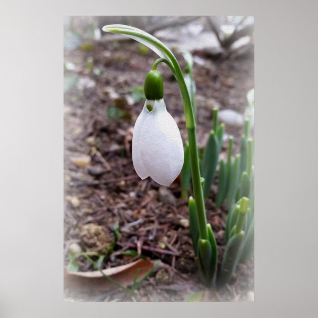 Frühjahr im Februar Poster (Vorne)