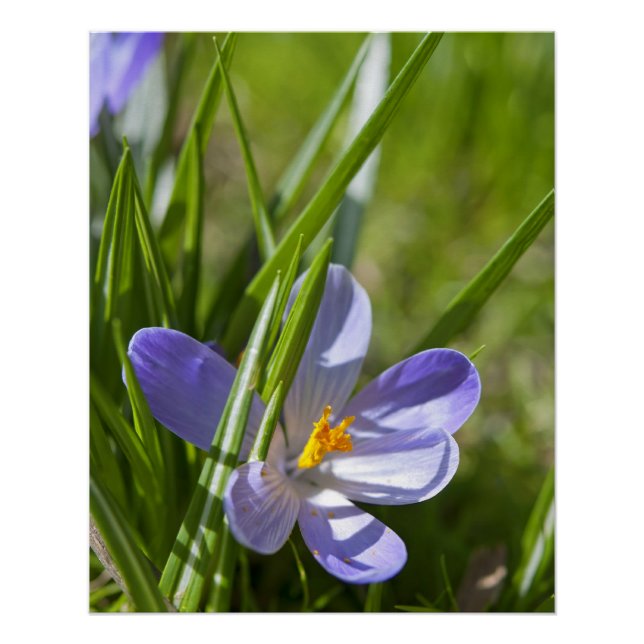 Frühjahr Poster (Vorderseite)