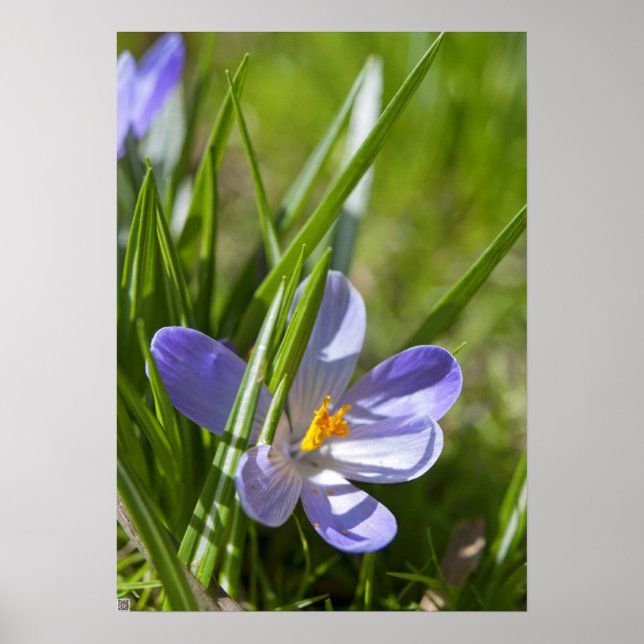 Frühjahr Poster (Vorne)