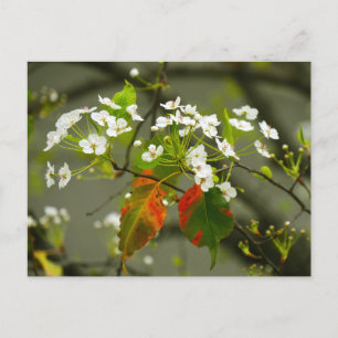 Frühjahr Postkarte