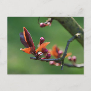 Frühjahr Postkarte