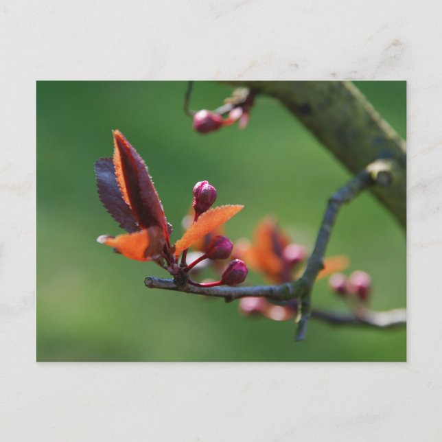 Frühjahr Postkarte (Vorderseite)