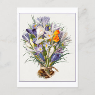 Frühjahrs-Krokus-Illustration Postkarte im Vintage