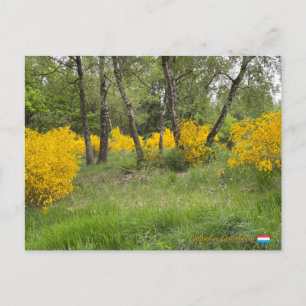 Frühjahrs Wald in Luxemburg Reise Postkarte