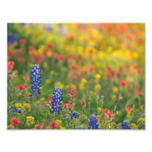 Frühjahrs-Wildblumen Foto drucken