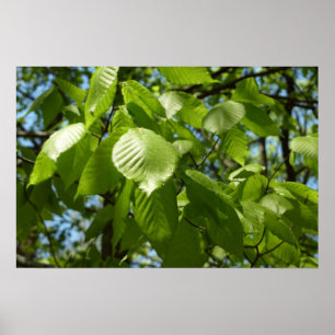 Frühjahrsbirkenblätter Grüner Baum Poster