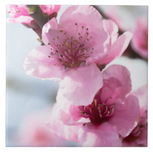 Frühjahrsblüte Fliese