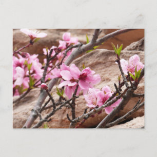 Frühjahrsblüten auf Zion Rocks Postkarte