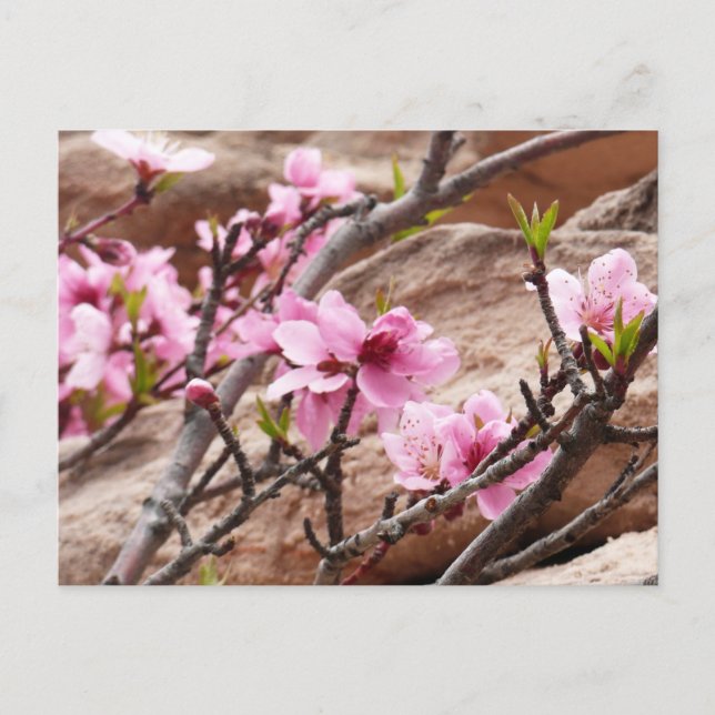 Frühjahrsblüten auf Zion Rocks Postkarte (Vorderseite)