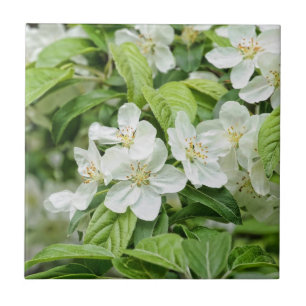 Frühjahrsblüten Fliese