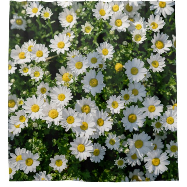 Frühjahrsdaisy Field: Serene Hintergrund Duschvorhang (Vorderseite)