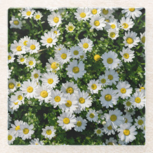 Frühjahrsdaisy Field: Serene Hintergrund Glasuntersetzer