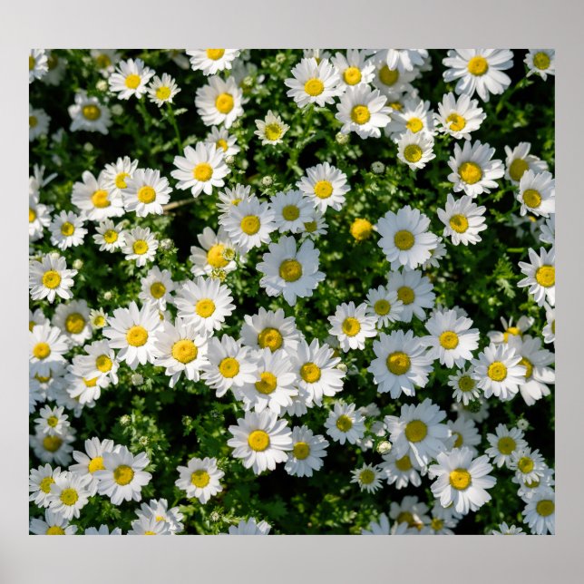 Frühjahrsdaisy Field: Serene Hintergrund Poster (Vorne)