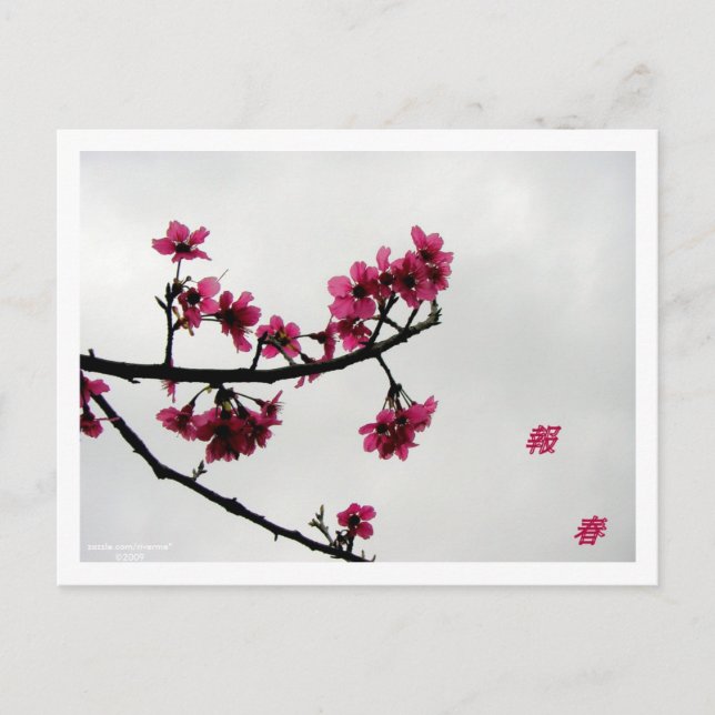Frühjahrsgrüße/Kirschblüten Kanji Postkarte (Vorderseite)