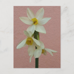 Frühjahrskarte Postkarte