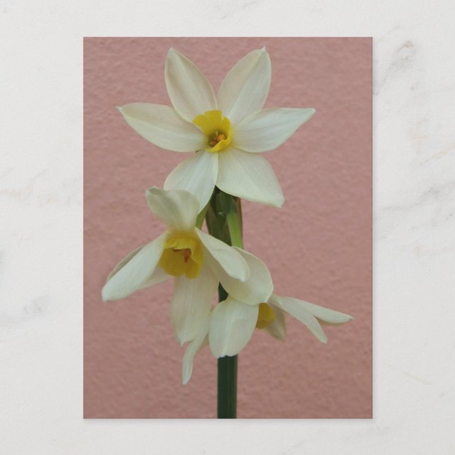 Frühjahrskarte Postkarte (Vorderseite)
