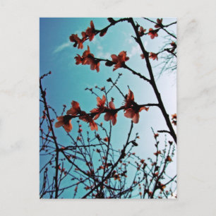 Frühjahrskizzen Postkarte