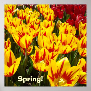 Frühjahrsposter Gelbe Tulip Blume drucken Poster