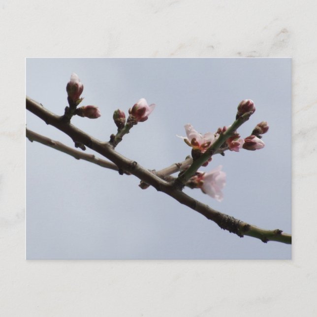 Frühjahrspostkarte Postkarte (Vorderseite)