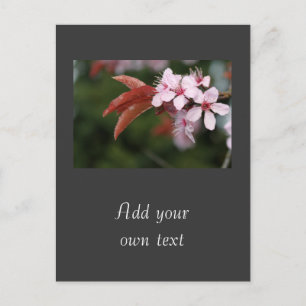 Frühjahrsrosa Pflaumenblüten Postkarte