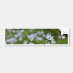 Frühjahrsstarblume Autoaufkleber
