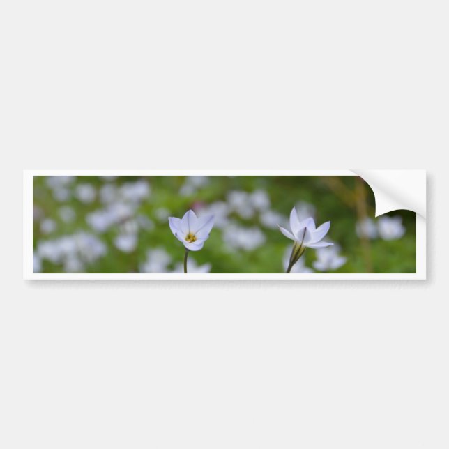 Frühjahrsstarblume Autoaufkleber (Vorne)